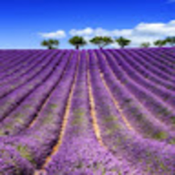 Meet your Posher, Allison - Picture 1 of 1